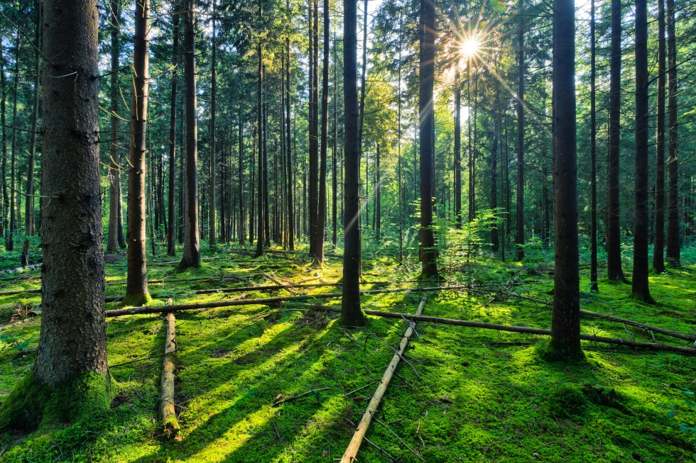 Fotografie slunce svítícího skrz stromy