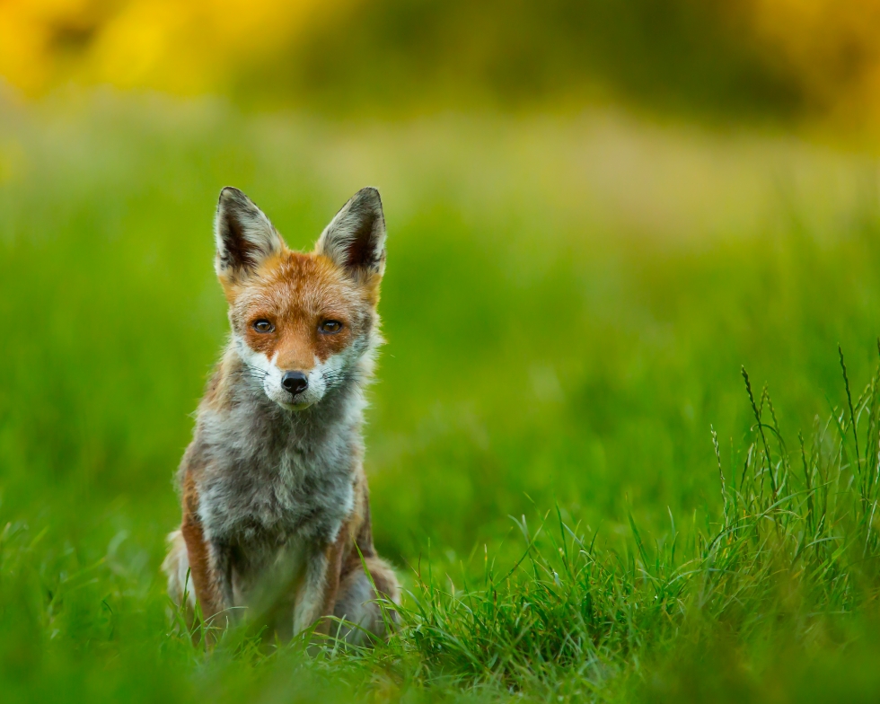 foto lišky na obraz nebo plakát