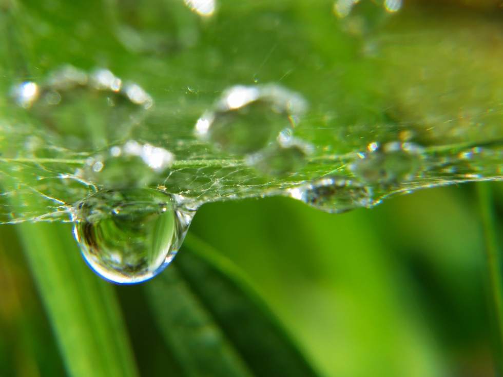 foto pavučiny s kapkou vody