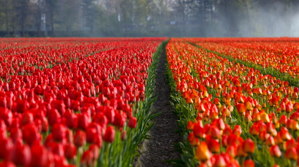 fotografie pole červených tulipánů