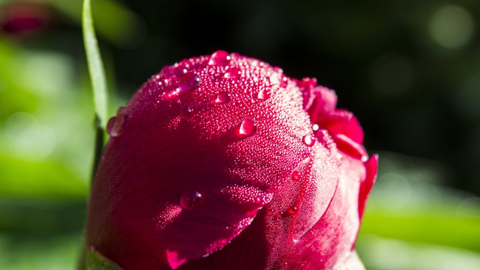 makro fotografie poupěte červené růže pro foto na desce nebo velkou fotografii