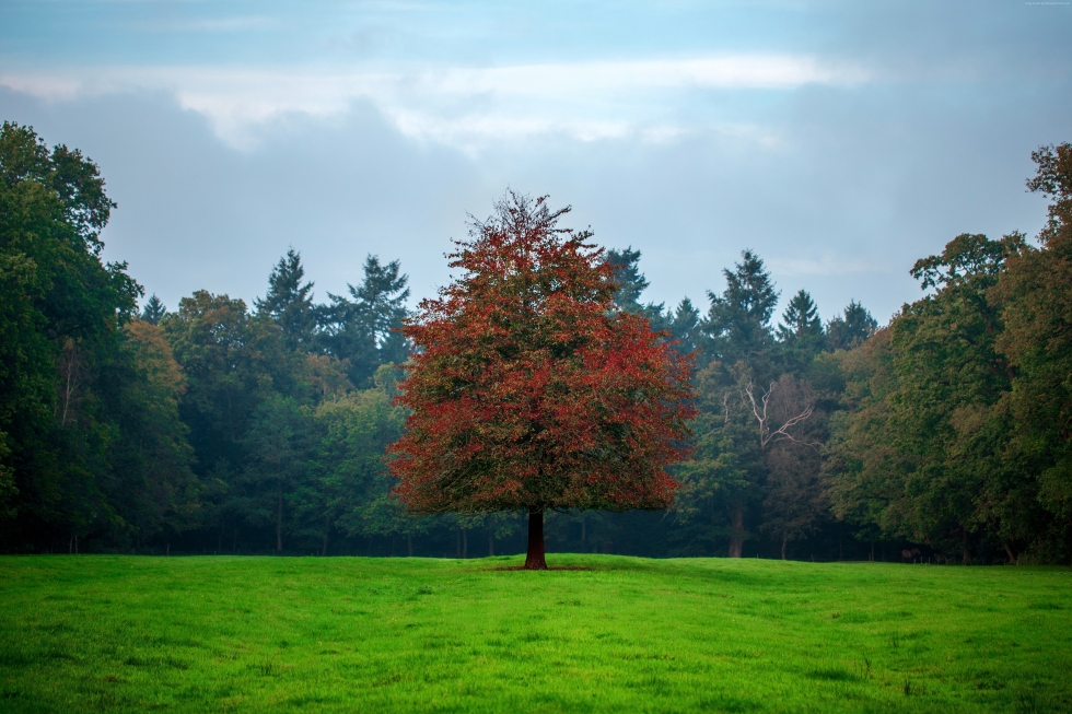 strom uprostřed louky