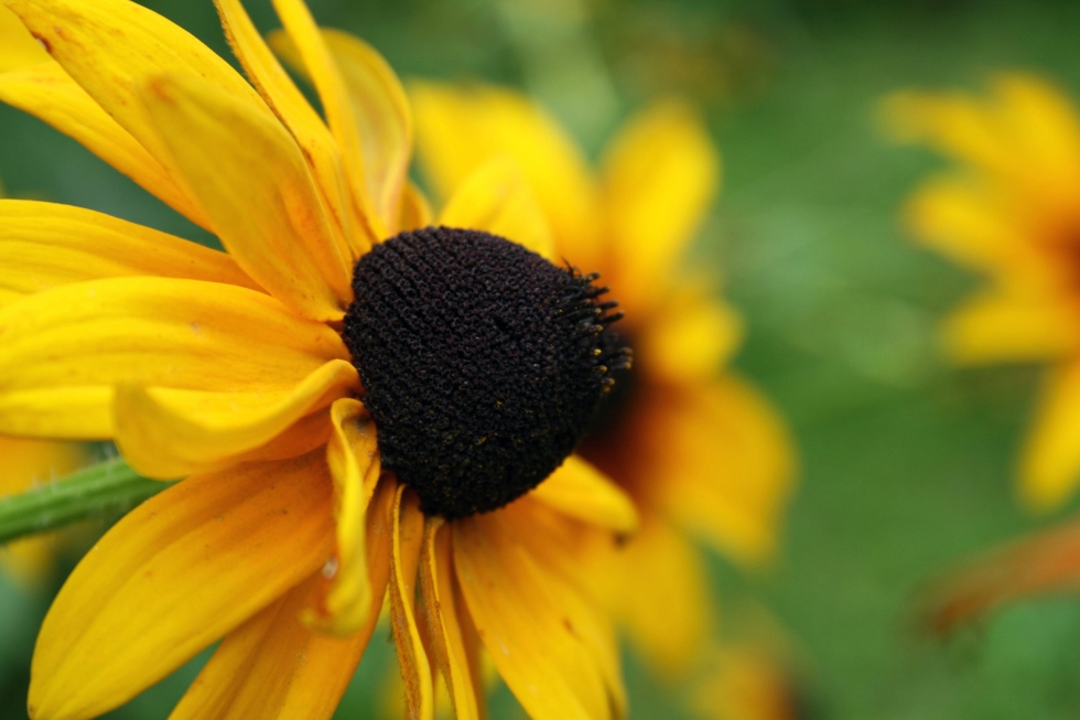 foto žluté květiny zblízka