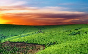 slunce zapadá nad čajovou plantáží