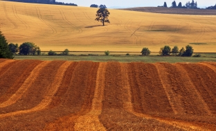 sklizená louka